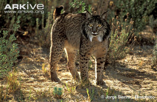 Illustration for article titled Caturday - Lynx pardinus Edition